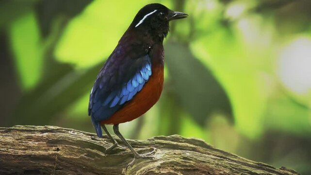 Black-crowned pitta Erythropitta ussheri also black-headed or black-and-crimson pitta, brightly coloured ground-dwelling bird endemic to Borneo, colorful birf in the green rainforest.