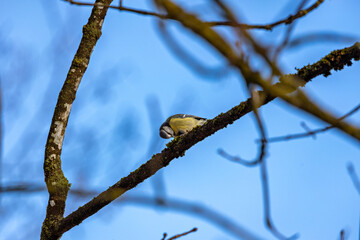 Blue Tit (Cyanistes caeruleus), common across Europe, spotted in Phoenix Park, Dublin.