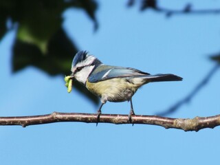 La mésange bleue et la chenille