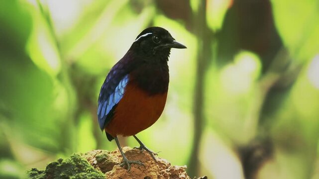 Black-crowned pitta Erythropitta ussheri also black-headed or black-and-crimson pitta, brightly coloured ground-dwelling bird endemic to Borneo, colorful birf in the green rainforest.