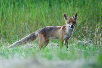 Vulpes vulpes aka The red fox on the field. Spring evening in nature of Czech republic.