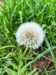 Fluffy white dandelion in green grass