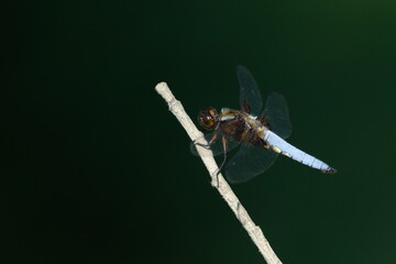 Libellula depressa dragonfly aka Broad-bodied Chaser perched on the stick. Isolated on clear blurred background. 