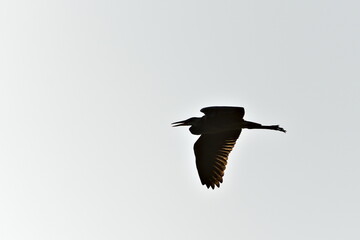 Ardea cinerea aka grey heron silhouette in flight. Nature of Czech republic. 