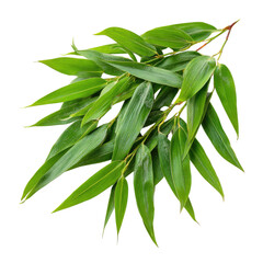 Vibrant Green Bamboo Leaves Branch Isolated on Black Background Freshness and Nature