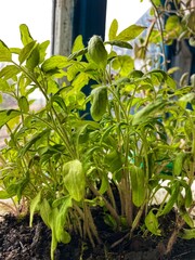 Close up of the tomato seedlings are on the window