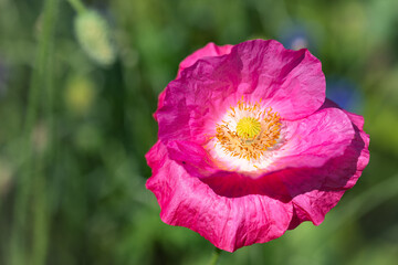 A vibrant pink poppy flower with delicate petals is prominently displayed against a blurred green...