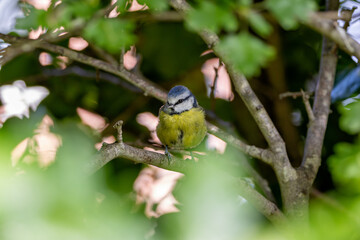 Blue Tit (Cyanistes caeruleus), common across Europe, spotted in Phoenix Park, Dublin.