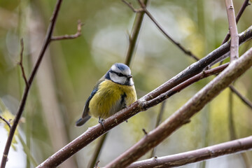 Blue Tit (Cyanistes caeruleus), common across Europe, spotted in Phoenix Park, Dublin.