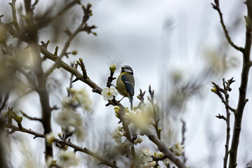 Blue Tit (Cyanistes caeruleus), common across Europe, spotted in Phoenix Park, Dublin.
