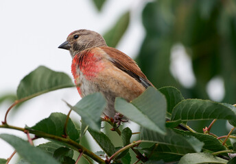 A ladybug sits on a cherry branch.