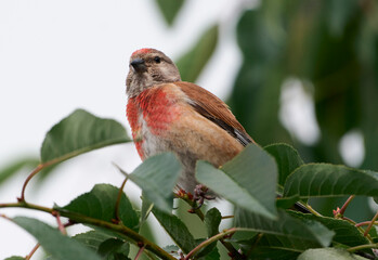 A ladybug sits on a cherry branch.