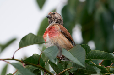 A ladybug sits on a cherry branch.