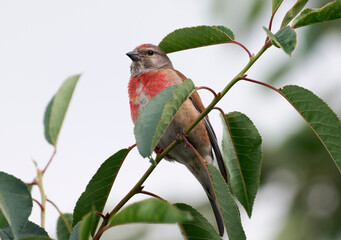 A ladybug sits on a cherry branch.
