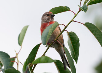 A ladybug sits on a cherry branch.