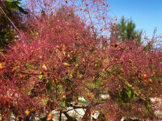 Smoke tree or Cotinus coggygria close-up on a mountainside