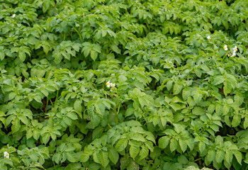 Lush green potato field (Solanum tuberosum) during growing season, rich foliage, symbol of agriculture, farming, and sustainable food production