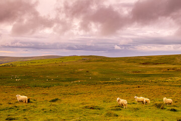 Sheep grazing in Wales, United Kingdom