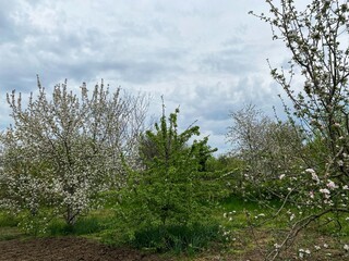 Spring flowering of fruit trees in the garden