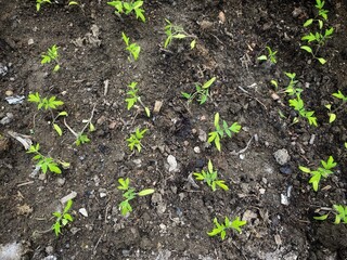 Tomato seedlings are on the ground