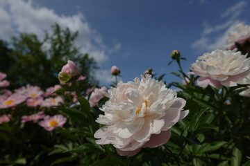 White Pink Peony Paeony Paeonia Paeoniaceae Petals Stamens Sepals Flowering Perennials
