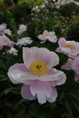 White Pink Peony Paeony Paeonia Paeoniaceae Petals Stamens Sepals Flowering Perennials