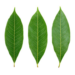 Obraz premium Three Lush Green Leaves Isolated on White Background