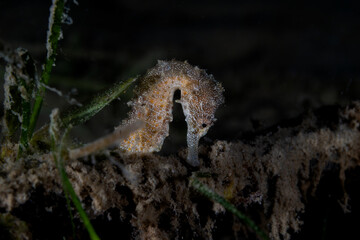 Underwater Photography & Marine Life 