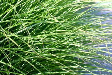 Close-up of ornamental green grass blades in sunlight, showing natural texture and vibrant color....