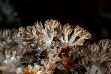 Underwater Photography & Marine Life 