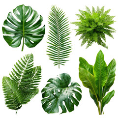 Collection of Lush Green Tropical Leaves Monstera, Fern, Palm, and More