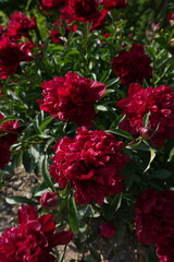 Red Peony Paeony Paeonia Paeoniaceae Petals Stamens Sepals Flowering Perennials