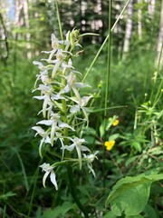 white butterfly-orchid flower macro view. Wild flower in its natural habitat in summer forest background.