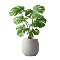 Lush Monstera Deliciosa Houseplant in Elegant Pot