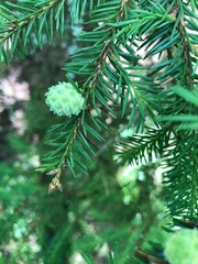 Fir tree branches Close up of green fir tree branch with one small light green cone. Nature...