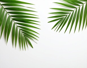 palm leaves on a white background