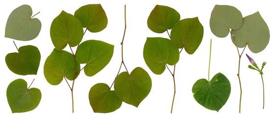 png set of heart shaped green leaves and twigs of Cercis siliquastrum, cersis canadensis or Judas tree close up isolated on transparent background