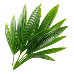 Obraz premium Vibrant Green Palm Fronds Lush Tropical Foliage Botanical Photography