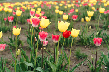 Pink tulips on a tulip field, England, UK