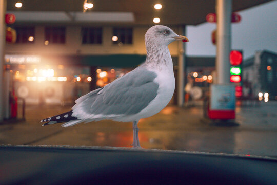 Cheeky sea gull sitting on car bonnet and looking at the driver. Petrol or gas station out of focus in the background. City birds begging for food concept.
