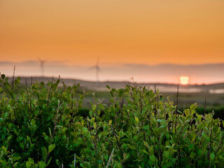 Green bush in a field in foreground, Wind turbines and rising sky in warm orange sky out of focus...