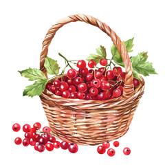 Currant Fruit Basket, watercolor painting vector, isolated on a white background.