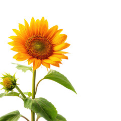 Obraz premium Vibrant Sunflower Blooming in Full Glory Against a Dark Background A Stunning Close-Up of a Sunflower