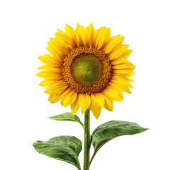 Obraz premium Magnificent Sunflower: A Vibrant Bloom Against a Dark Background