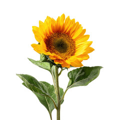 Obraz premium Vibrant Single Sunflower Blooming in Full Glory Against Black Background