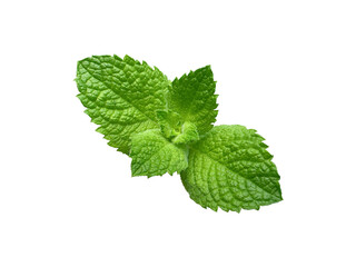 Fresh mint leaf, cut out