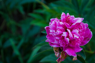 Fototapeta premium Close-up of a blooming pink peony flower with ruffled petals and a small spider on one petal, captured in natural light against a soft green background. 