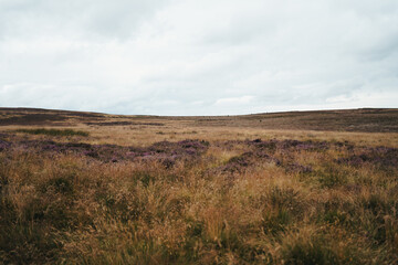 Fields at North York Moors National Park, view while climbing to Roseberry Topping,  England, UK