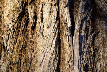 A close-up view of rough, weathered tree bark in the Australian Bush, showcasing textures and earthy tones that reflect the rugged, wild beauty of the outback landscape