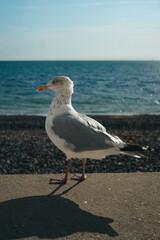 Seagull, close up photo, England's south coast, UK